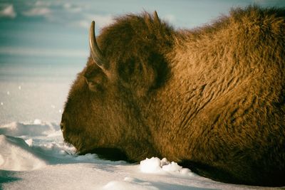 Close-up of a horse in snow