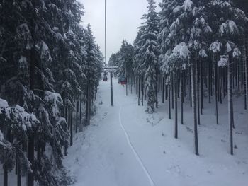 Trees on snow covered field