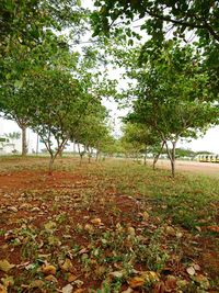 Trees in park against sky