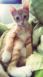 Portrait of kitten sitting on bed