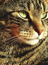 Close-up portrait of cat