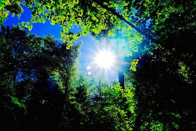 Low angle view of sun shining through trees