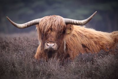 Close-up of yak in field