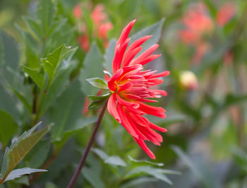 Close-up of red flower