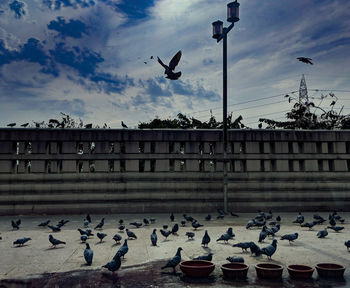 Seagulls flying over birds against sky