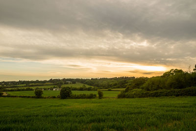 Scenic view of agricultural field against sky during sunset