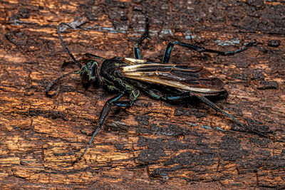 Close-up of insect