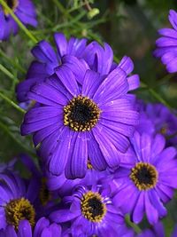 Close-up of purple flowers