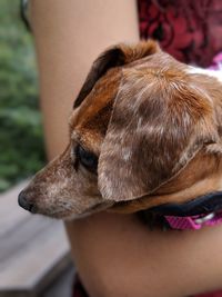 Close-up of woman with dog