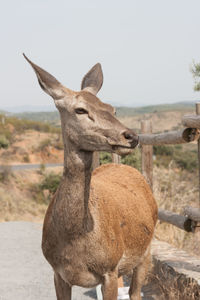 View of deer standing on field