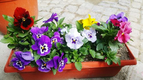 High angle view of potted plants on table