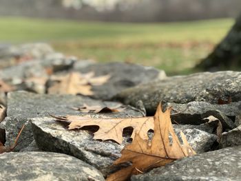 Close-up of dried autumn leaves on rock