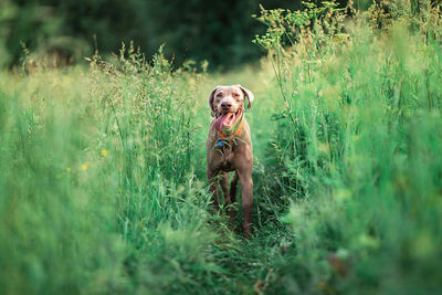 Portrait of dog on field