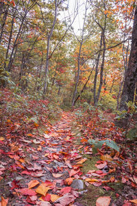 Autumn leaves in forest