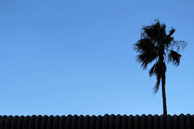 Low angle view of coconut palm tree against clear blue sky