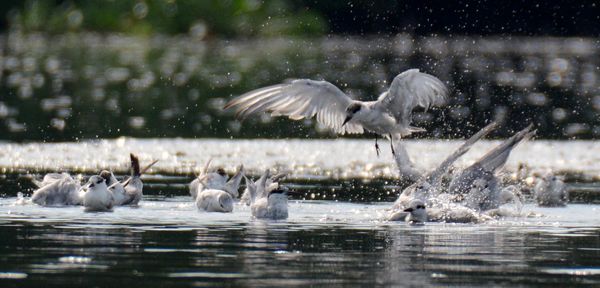 Bird flying over lake