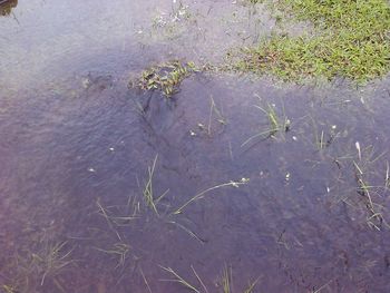 High angle view of plants swimming in lake