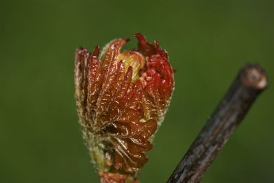 Close-up of strawberry growing on plant