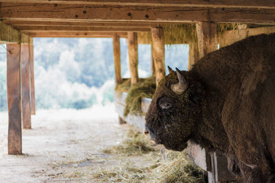 Close-up of animal at farm