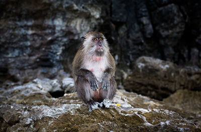 Monkey from thailand 