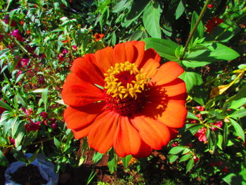 Close-up of orange flower blooming outdoors