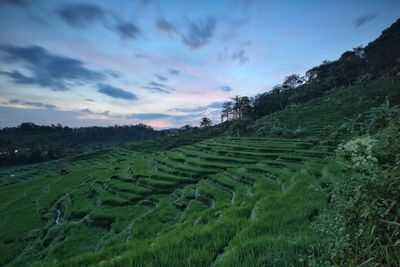 Scenic view of agricultural field against sky during sunset