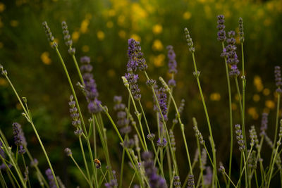 Close-up of purple flowering plants on field