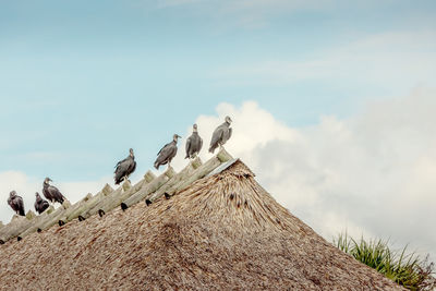 Low angle view of bird perching on roof against sky