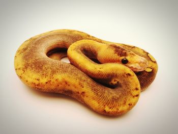 Close-up of lizard on white background