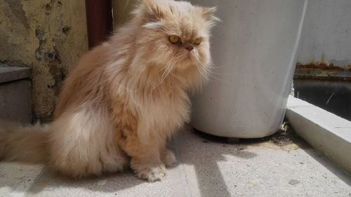 Cat sitting on floor