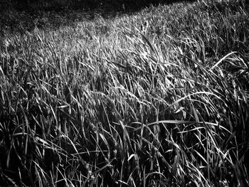 Plant growing on field