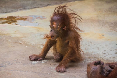 Close-up of monkey