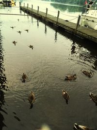 High angle view of ducks swimming in lake