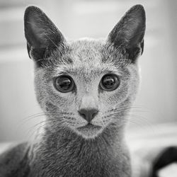 Close-up portrait of a cat