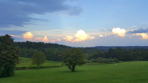 Trees on grassy field