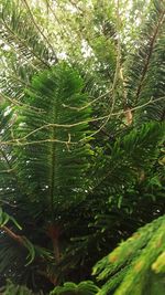 Full frame shot of trees in forest