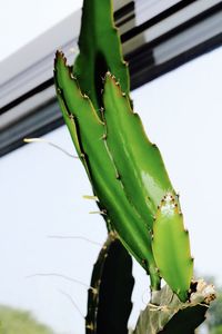 Close-up of cactus plant