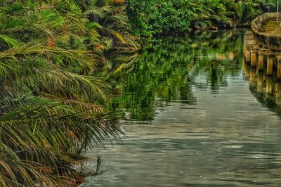 Reflection of trees in water