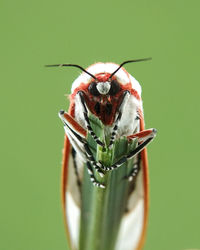 Close-up of insect on leaf