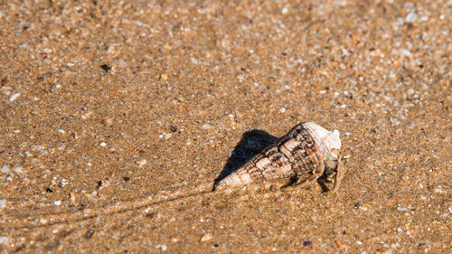 High angle view of crab on sand