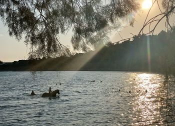 View of ducks swimming in lake