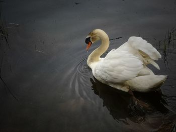 Swan swimming in lake