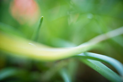 Close-up of plant