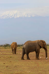 Two elephants in the savannah with the background of mt. kilimanjaro