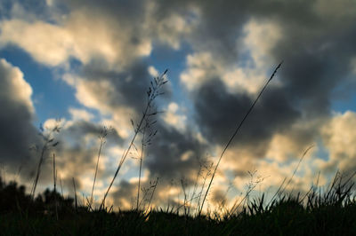 Close-up of grass on field against sky