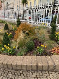 High angle view of flowering plants on footpath by building