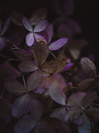 Close up macro photograph of delicate pink / purple hydrangea flower petals