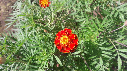 Close-up of red flowering plant