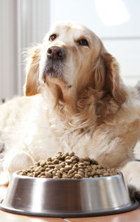Close-up of a dog looking away
