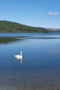 Swan swimming in lake